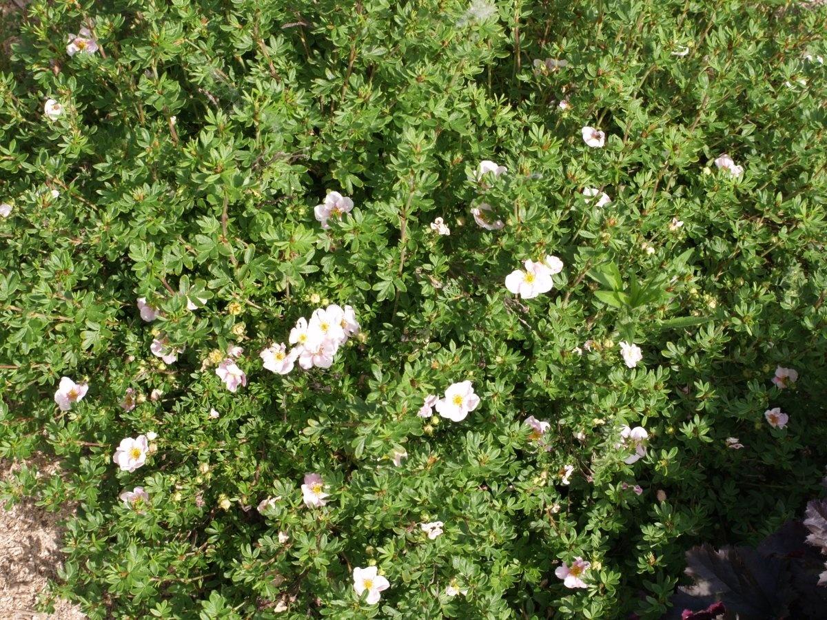 How To Plant And Care For Potentilla