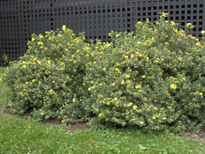 How To Plant And Care For Potentilla