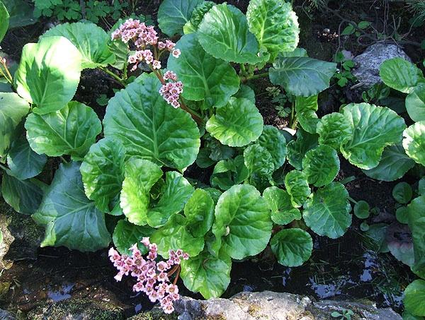 How to Plant and Care for Bergenia. Types and Features