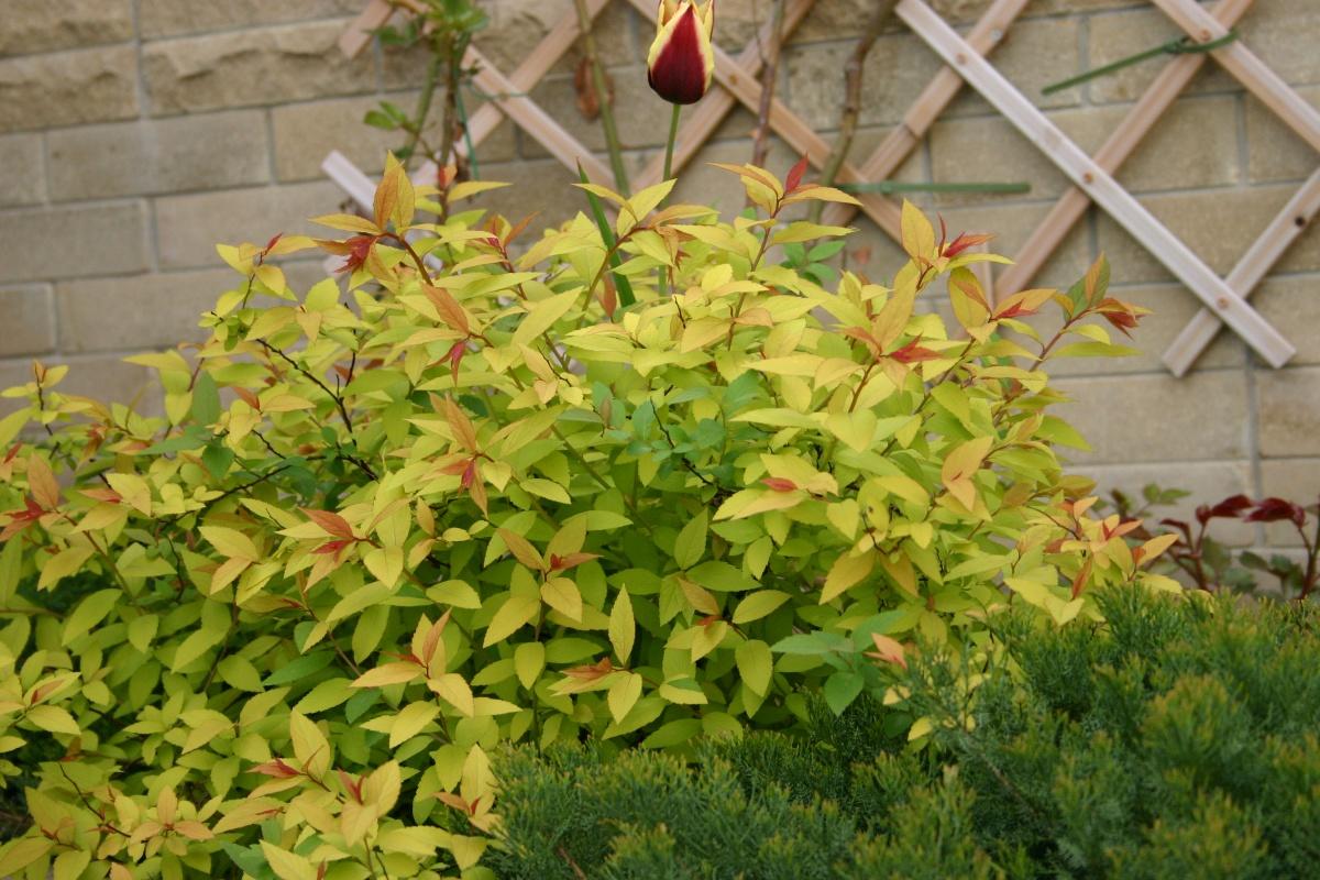 Features of Pruning Shrubs (part 4)