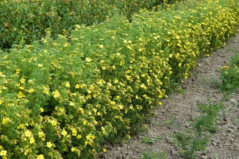 How To Plant And Care For Potentilla