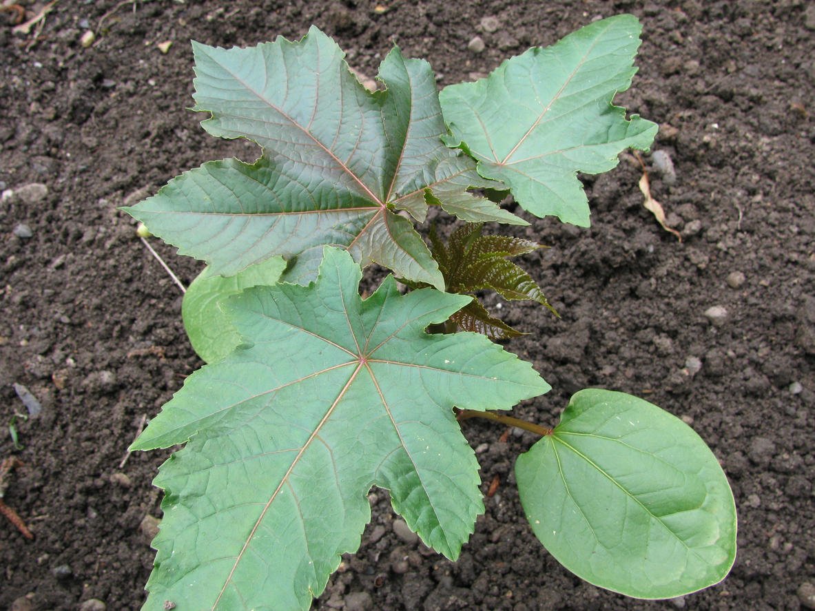 How To Plant And Care For Ricinus