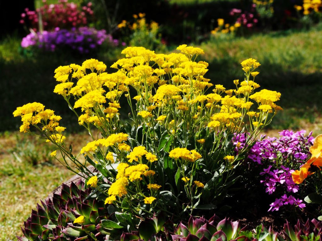 How To Plant And Care For Alyssum