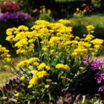 How To Plant And Care For Alyssum
