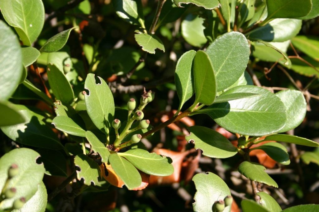 Features of Pruning Shrubs (part 2)