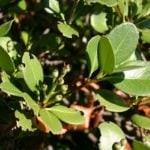 Features of Pruning Shrubs (part 2)
