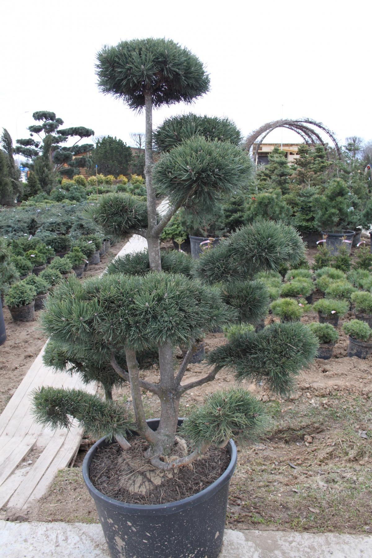 Excursion to the Garden Centre Imperial Garden