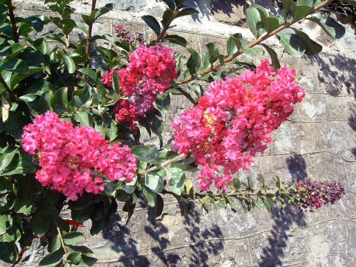 Features of Pruning Shrubs (part 2)