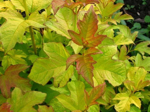 How To Plant And Care For Viburnum - 5 Best Varieties