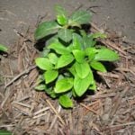 Guidelines for Selecting Seedlings and Planting Shrubs