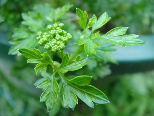 How To Plant And Care For Parsley