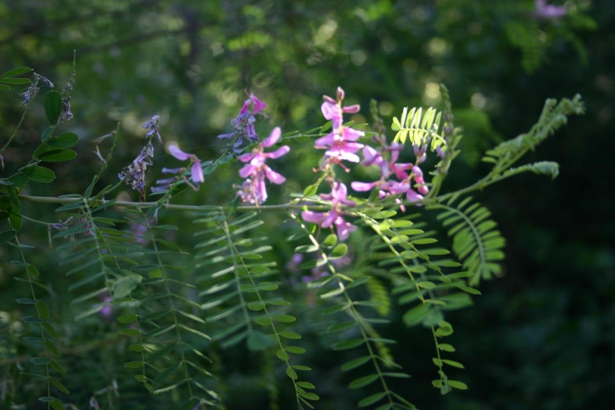 Features of Pruning Shrubs (part 2)