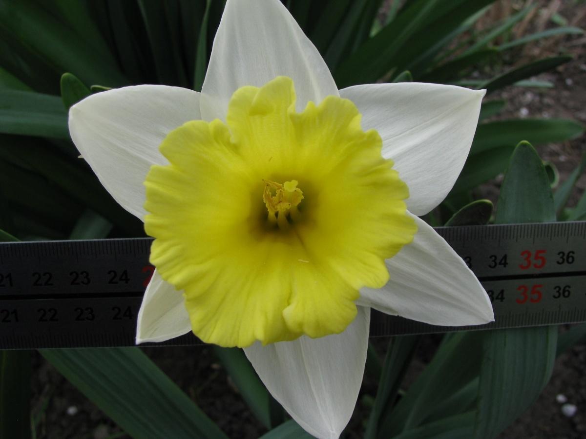 How to Plant and Care for Daffodils - Flower Varieties and Types