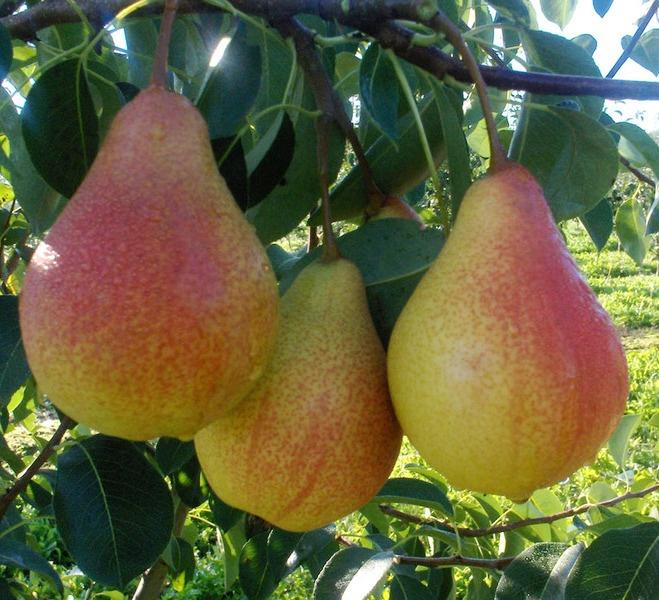 How To Plant And Care For Pear