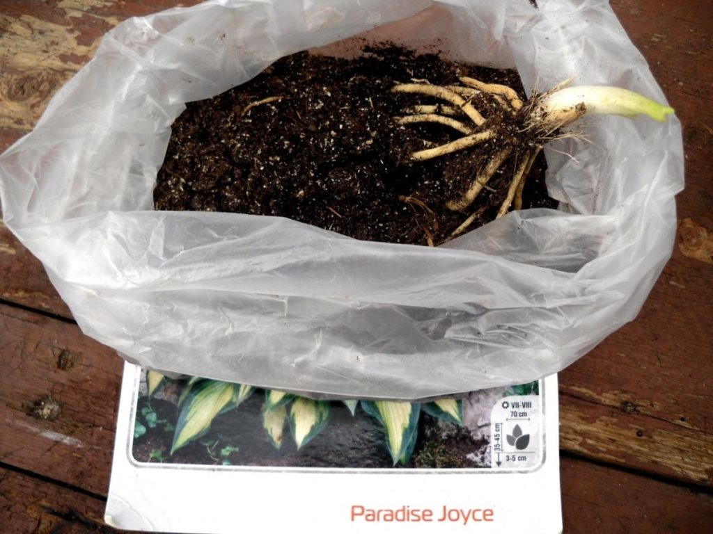 Plant Hosta