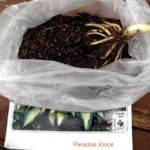 Plant Hosta