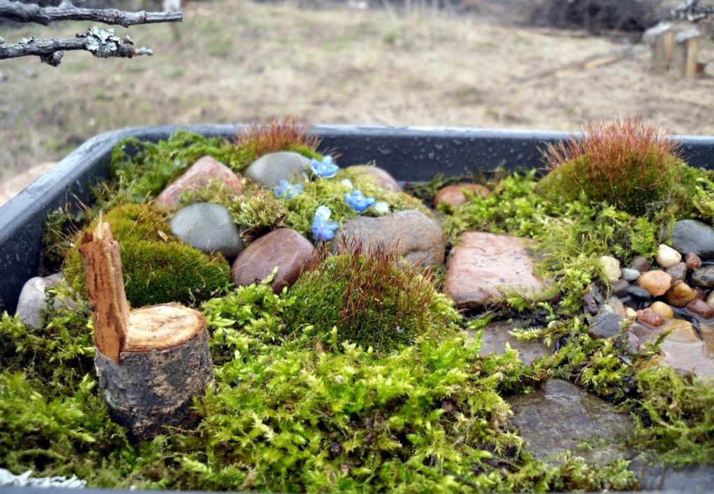 The Clearing for the Forest Fairies