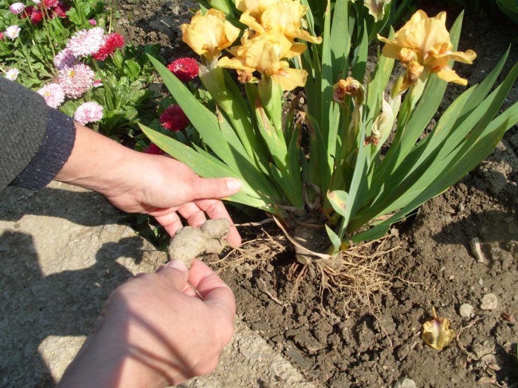 Divide Iris Pumila