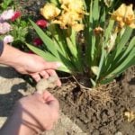 Divide Iris Pumila