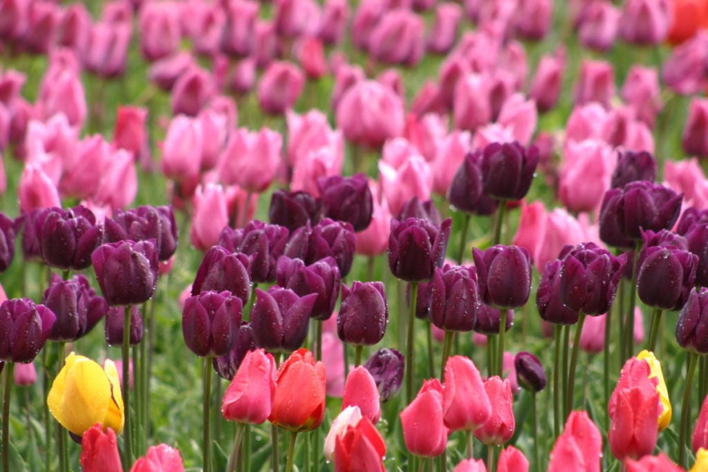 How to Plant and Care for Tulips – 15 Best Options