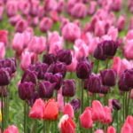 How to Plant and Care for Tulips – 15 Best Options