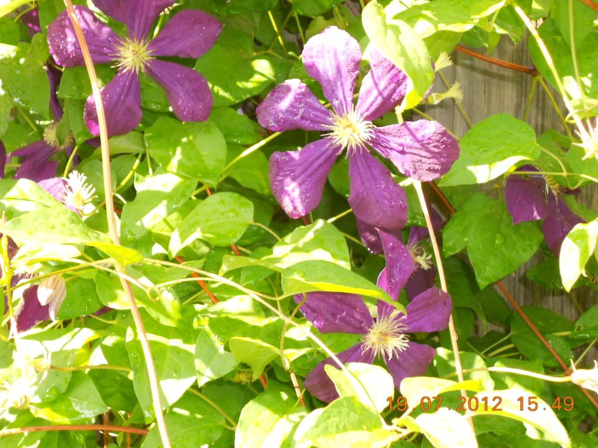 Clematis - arch with flowers