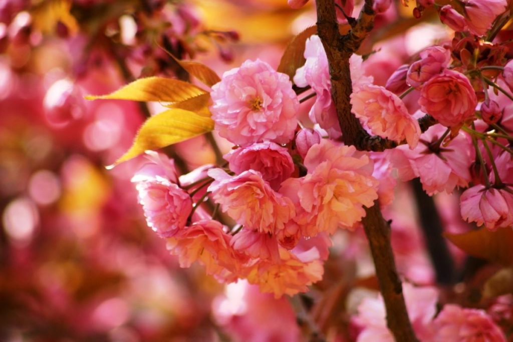 The Sakura Blossoms