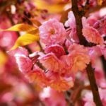 The Sakura Blossoms