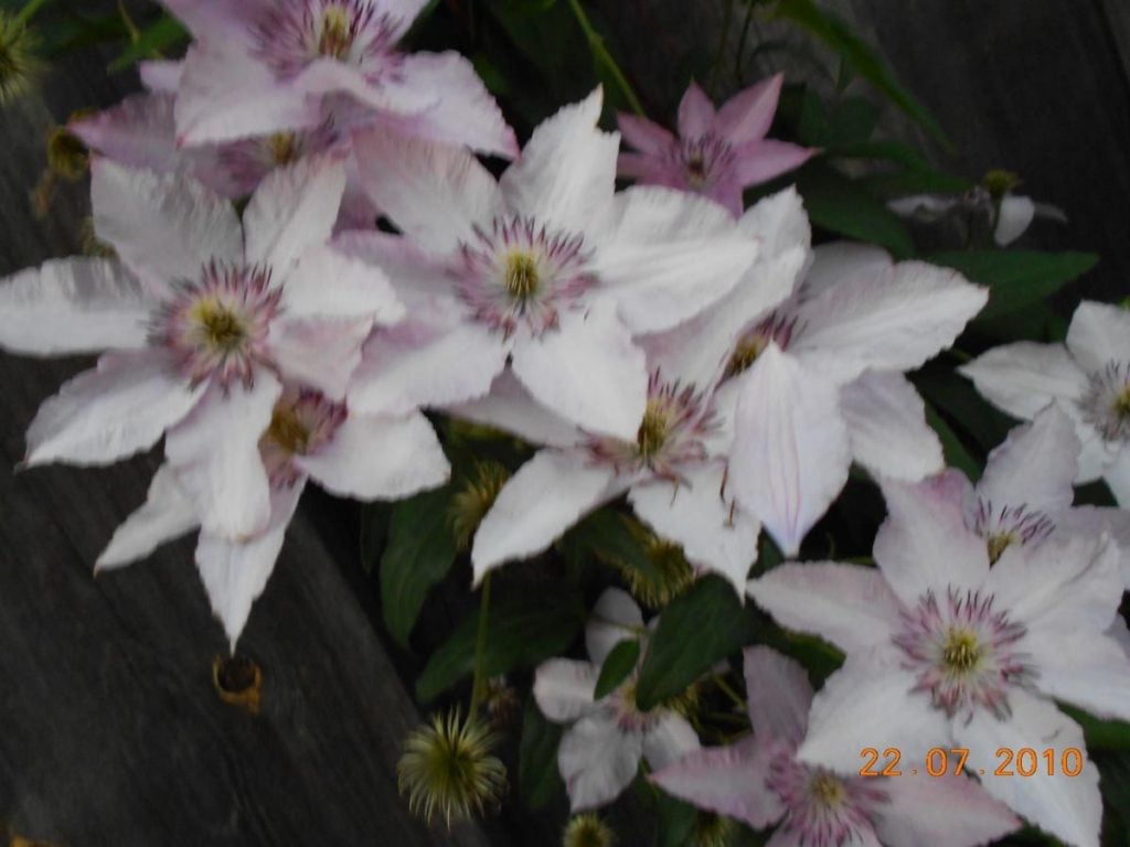 Clematis – arch with flowers