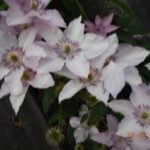 Clematis – arch with flowers