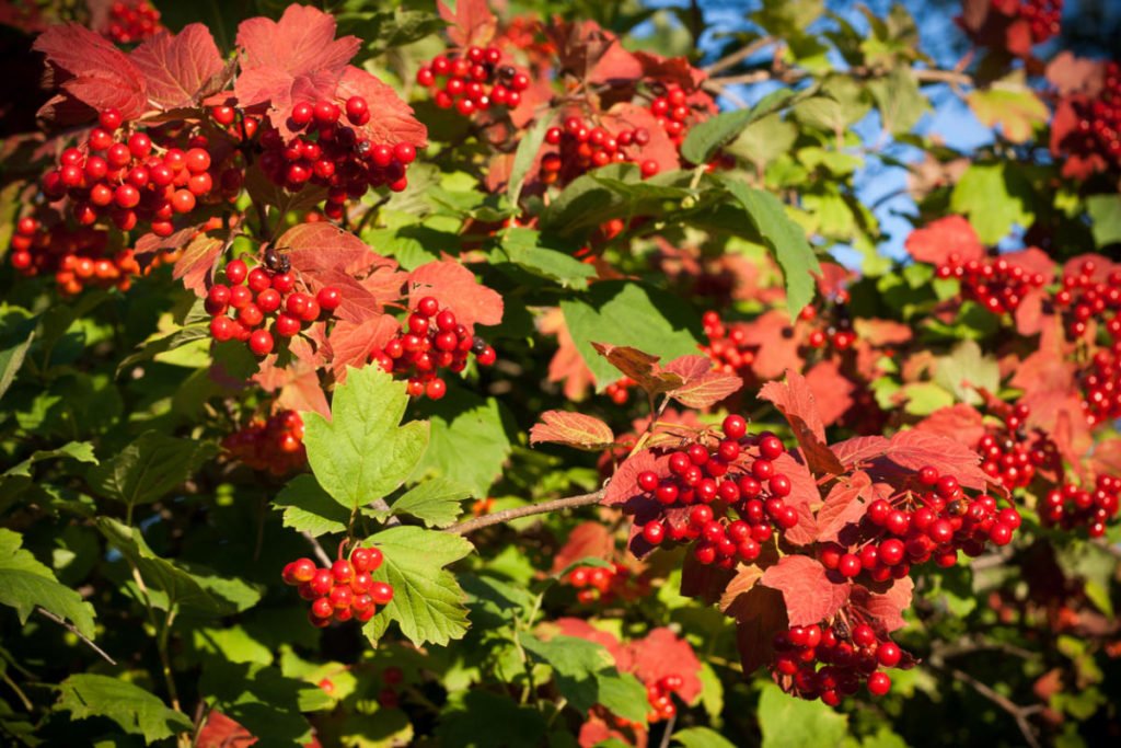 How To Plant And Care For Viburnum – 5 Best Varieties