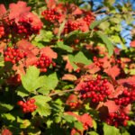 How To Plant And Care For Viburnum – 5 Best Varieties