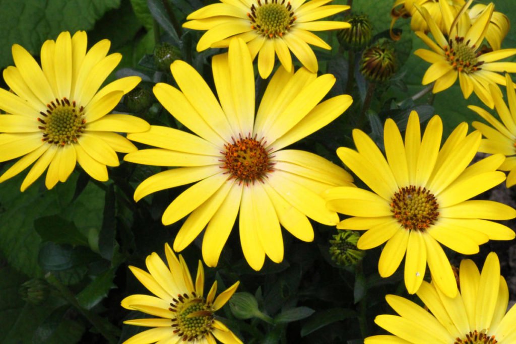 How To Plant And Care For Dimorphotheca