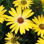 How To Plant And Care For Dimorphotheca