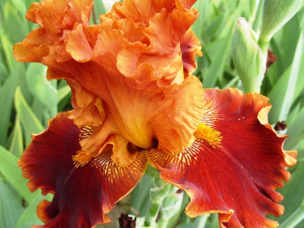 The Smell of Irises