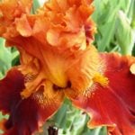 The Smell of Irises