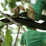 Features of Pruning Shrubs (part 1)