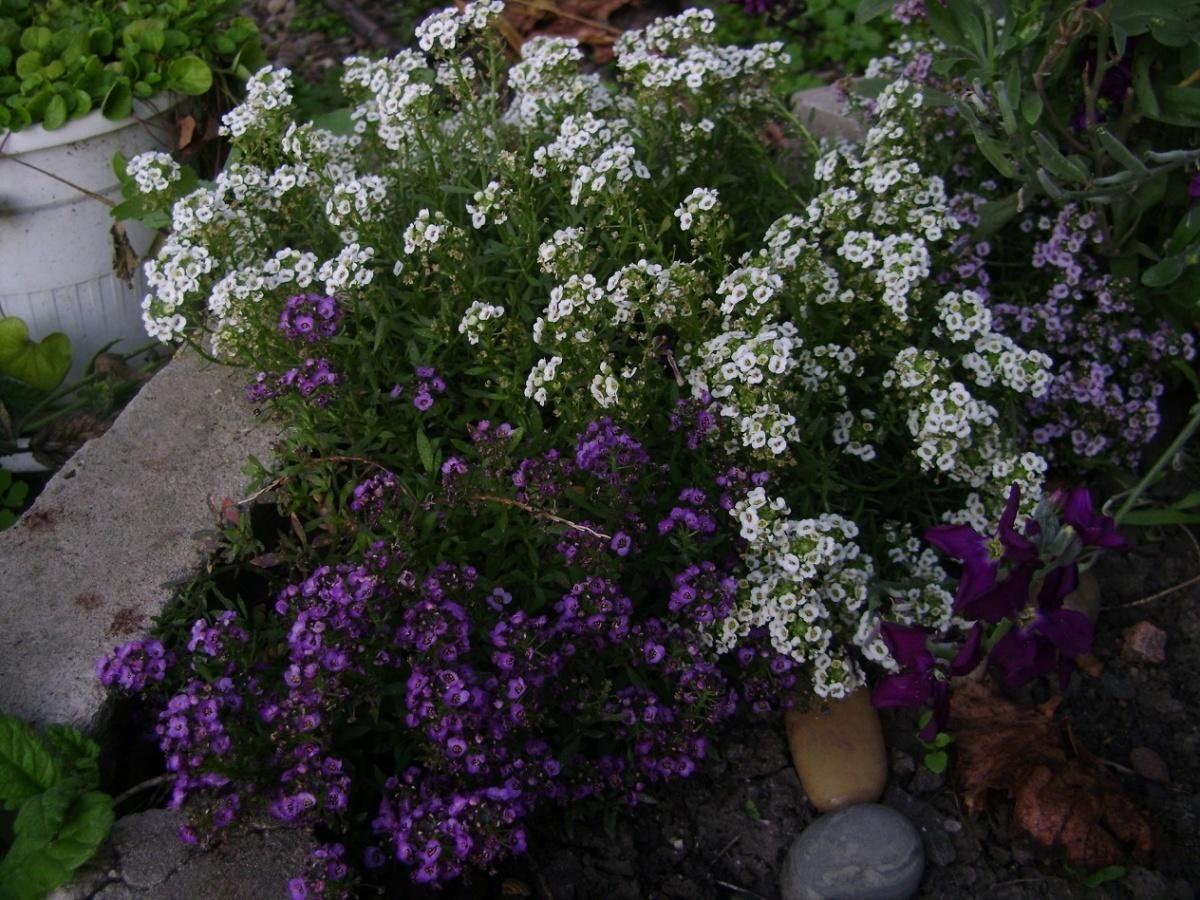 How To Plant And Care For Alyssum