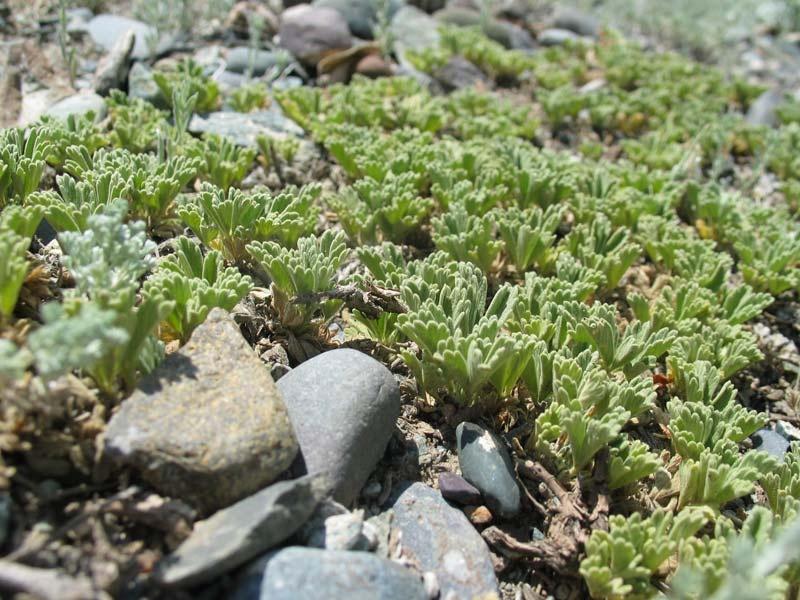 How To Plant And Care For Potentilla