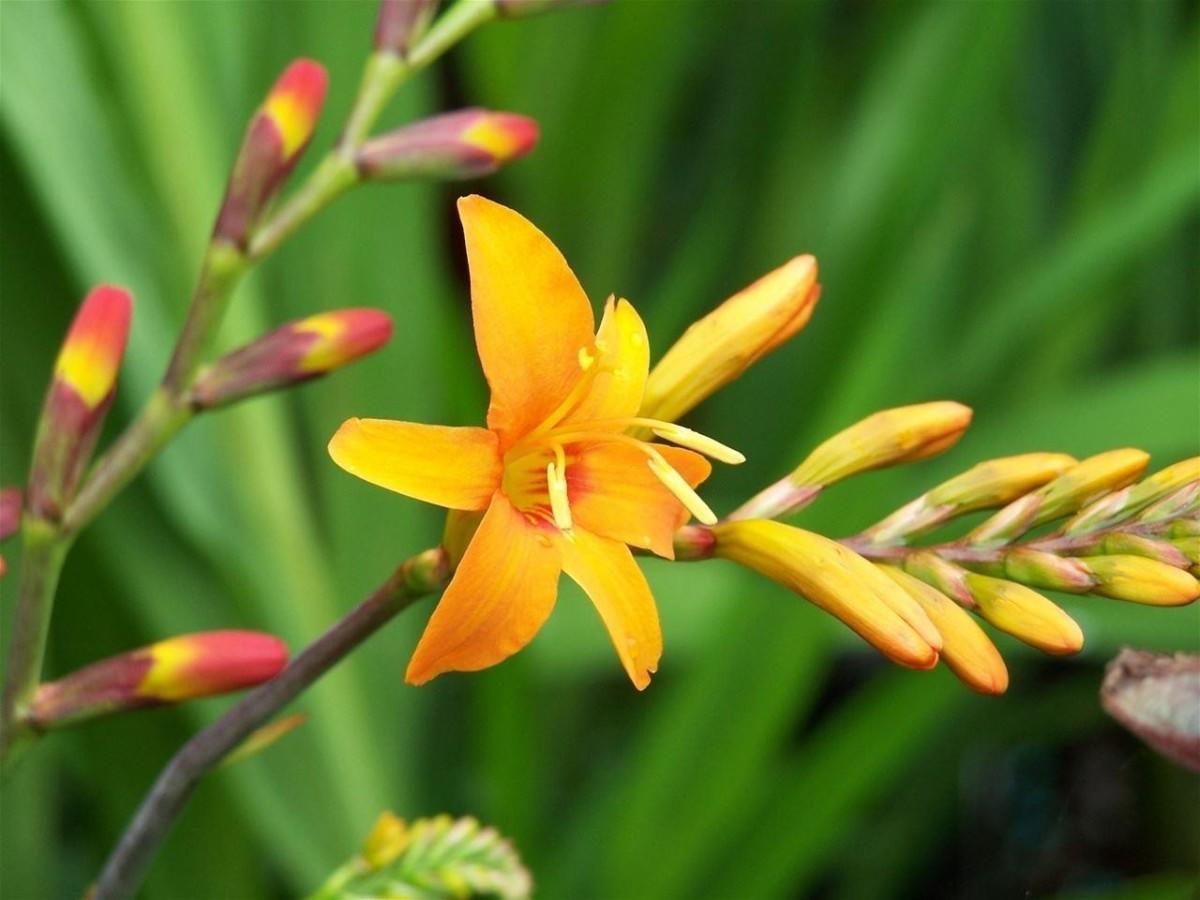 How to Plant and Care for Crocosmia. 5 Best Options