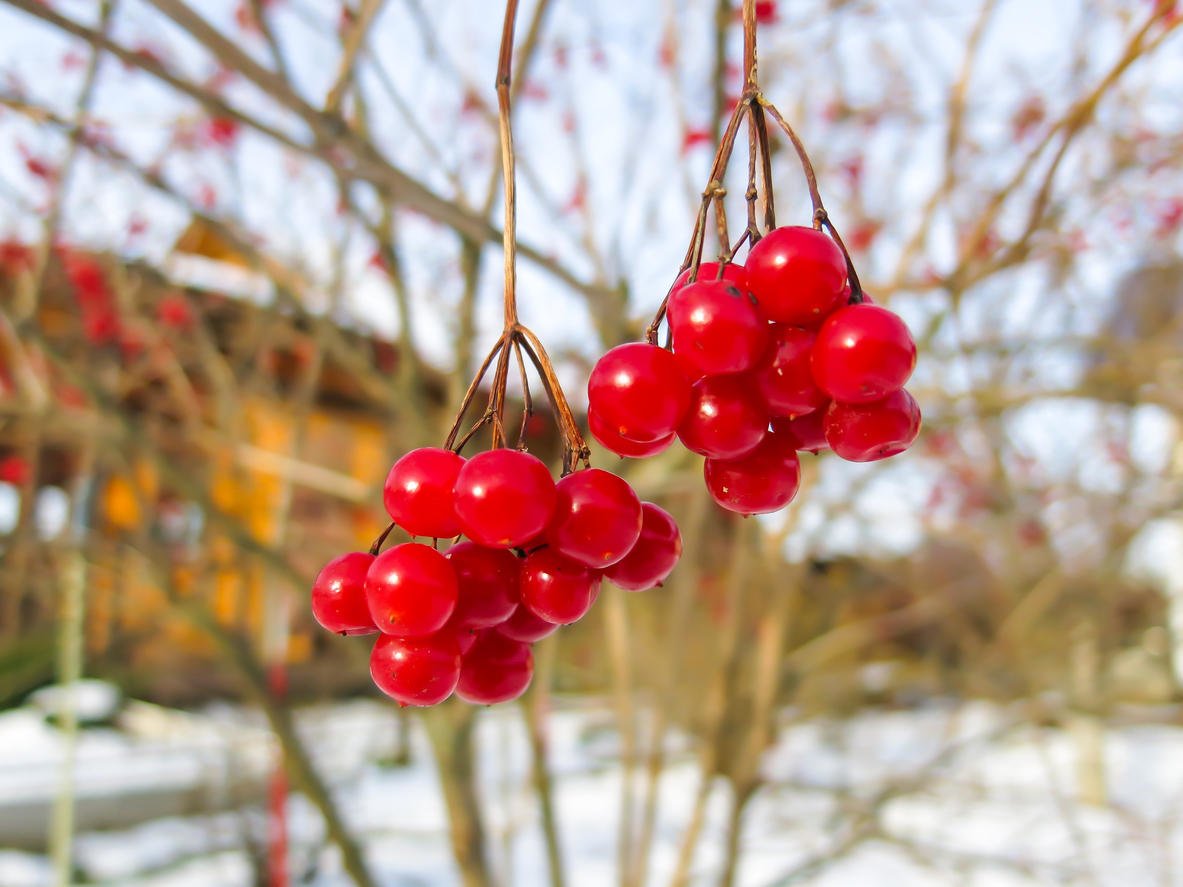 How To Plant And Care For Viburnum - 5 Best Varieties