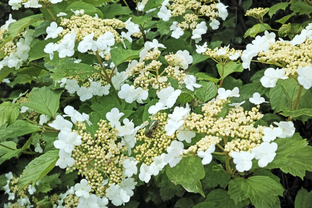How To Plant And Care For Viburnum - 5 Best Varieties