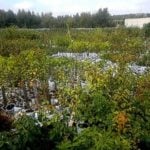 Guidelines for Selecting Seedlings and Planting of Fruit Trees