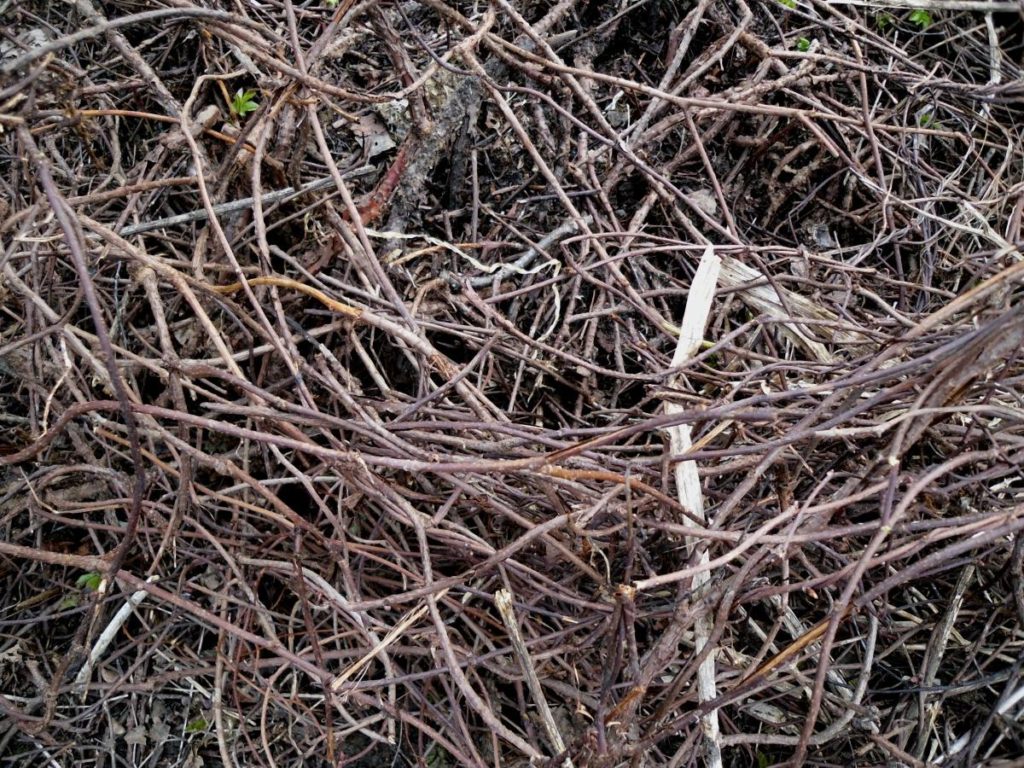Salvation Schisandra