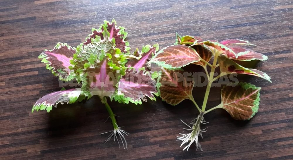 How to Grow Coleus from Seeds and Cuttings