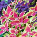 How to Grow Coleus from Seeds and Cuttings