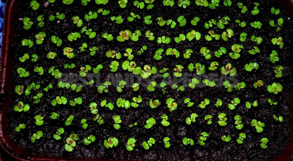 How to Grow Coleus from Seeds and Cuttings