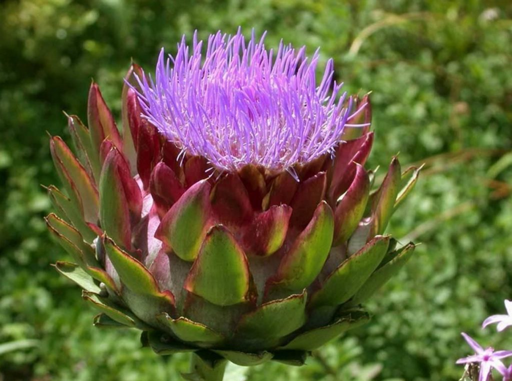 How to Plant and Care for Cynara – Artichoke. Varieties