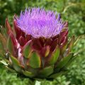 How to Plant and Care for Cynara – Artichoke. Varieties