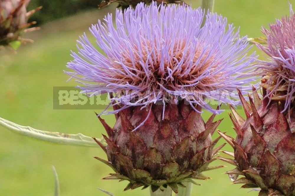 How to Plant and Care for Cynara - Artichoke. Varieties